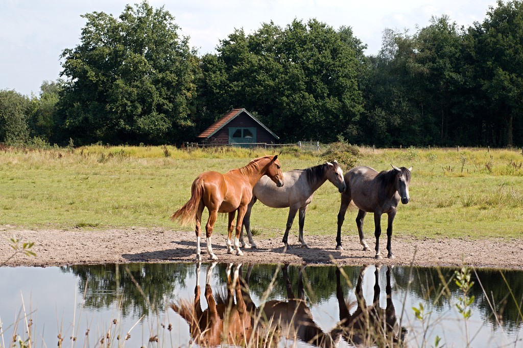 nationaal park de groote peel grote natuurgebied natuur hdr brabant limburg staatsbosbeheer turf veen heide hei bos bossen